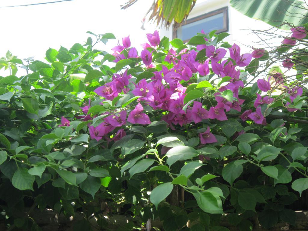 Local Beach Homestay Hoi An Esterno foto